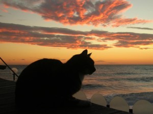 gattotramonto