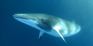 balenottera-comune-lampedusa