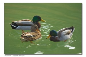 Corteggiamenti al fiume